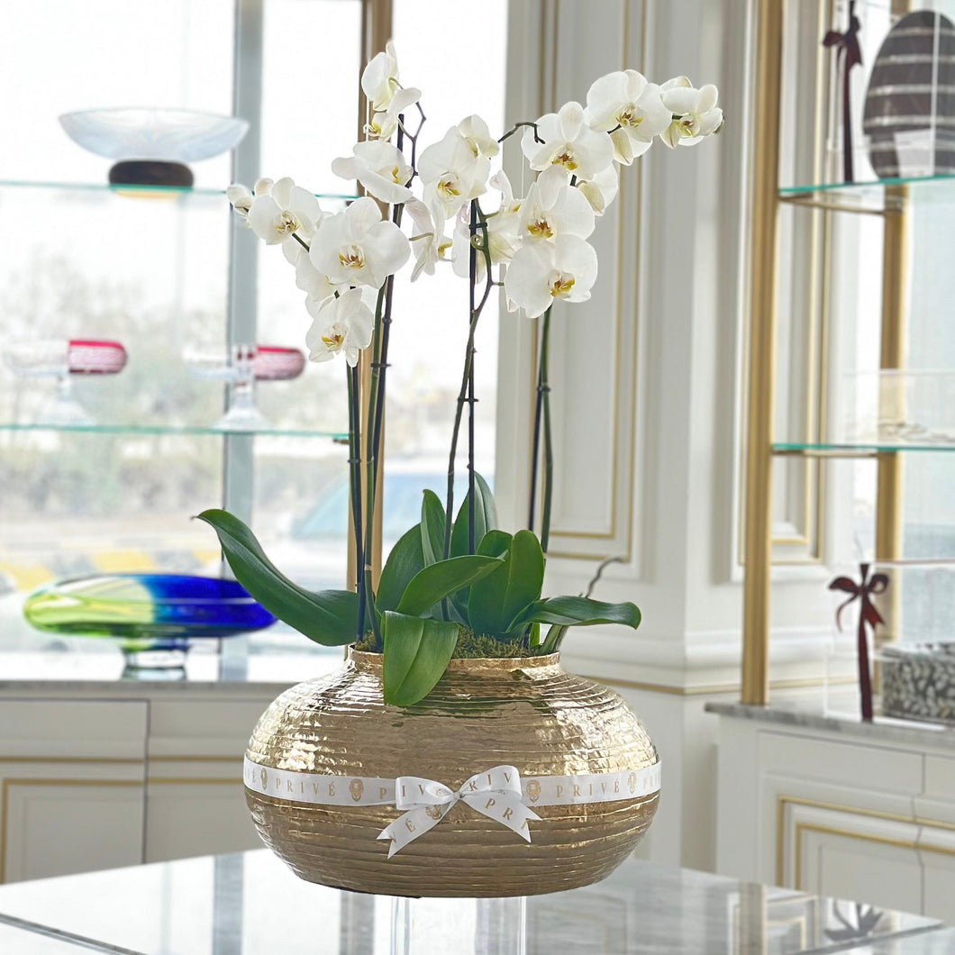 Golden Elegance Orchids