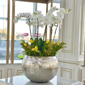 Grande Elegance Orchids Arrangement