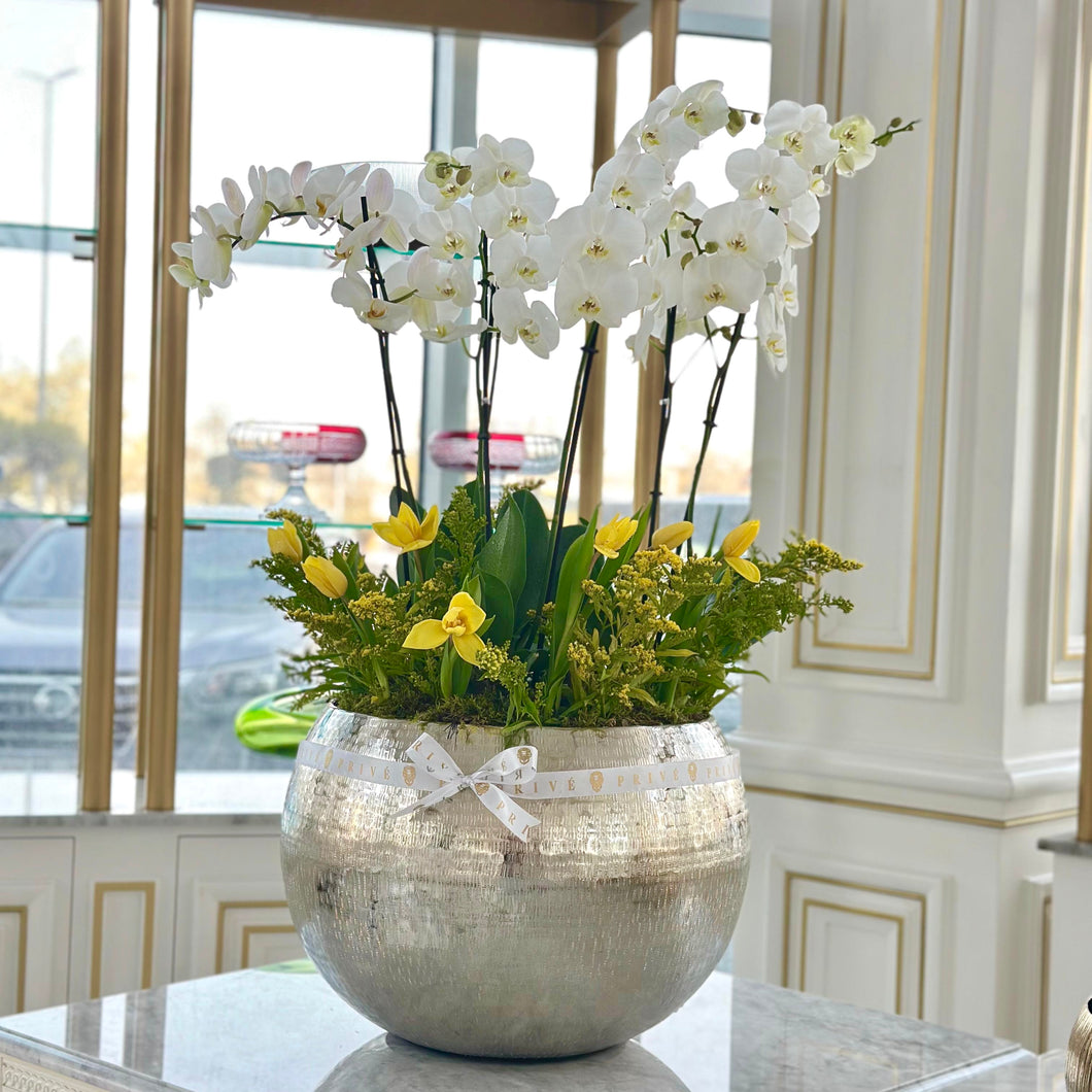 Grande Elegance Orchids Arrangement