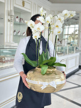 Load image into Gallery viewer, Golden Elegance Orchids

