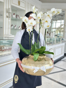 Golden Elegance Orchids