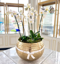 Load image into Gallery viewer, Grande Golden Elegance Orchids
