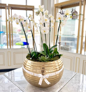 Grande Golden Elegance Orchids