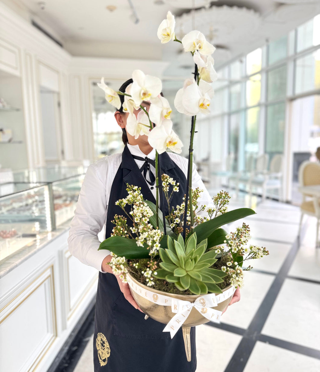 Golden Bloom Orchids