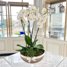 Load image into Gallery viewer, Botanica Orchids
