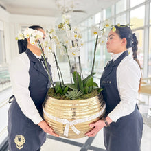 Load image into Gallery viewer, Grande Golden Elegance Orchids
