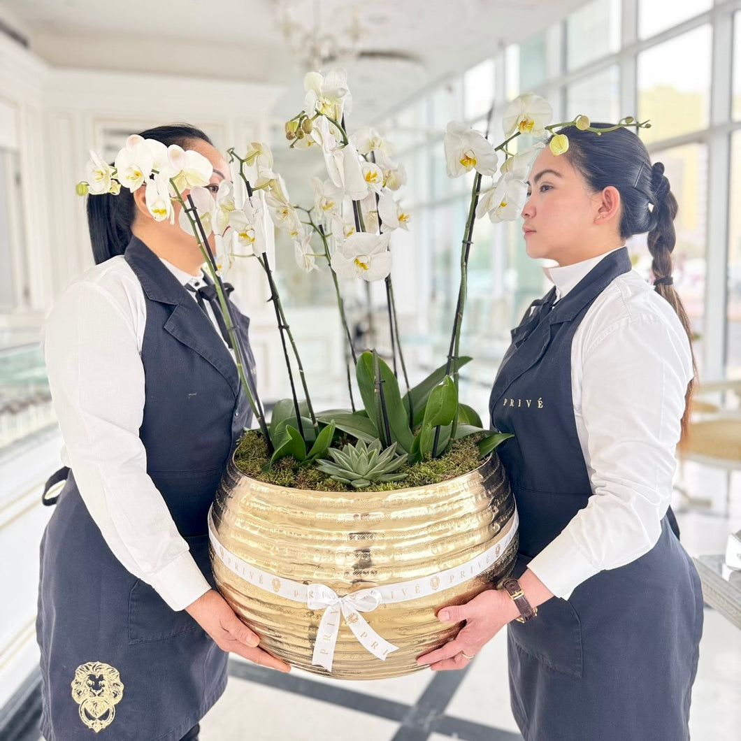 Grande Golden Elegance Orchids